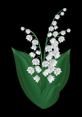 Vector image of a spring flower - lily of the valleyのイラスト素材