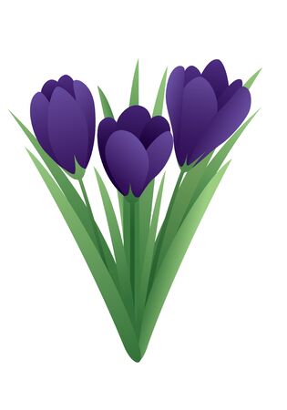 Vector image of a spring flower - crocusのイラスト素材