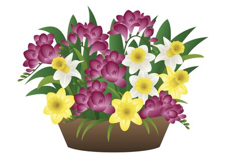 Vector image of a spring flower - narcissus and freesiaのイラスト素材