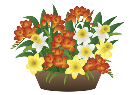 Vector image of a spring flower - narcissus and freesiaのイラスト素材
