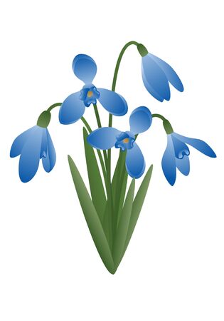 Vector image of a spring flower - snowdropのイラスト素材