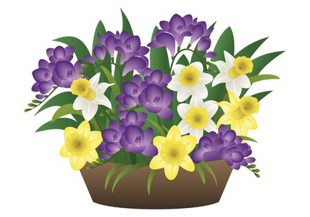 Vector image of a spring flower - narcissus and freesiaのイラスト素材