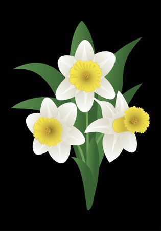 Vector image of a spring flower - narcissusのイラスト素材