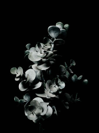 Abstract design of a plant on a black background, beautiful three-dimensional photography for design or interiorの写真素材