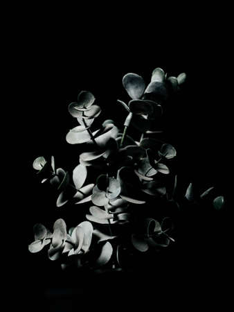 Abstract design of a plant on a black background, beautiful three-dimensional photography for design or interiorの写真素材