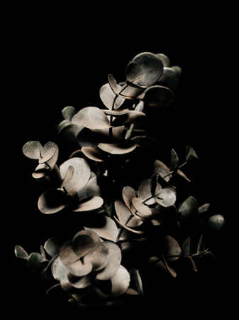 Abstract design of a plant on a black background, beautiful three-dimensional photography for design or interiorの写真素材