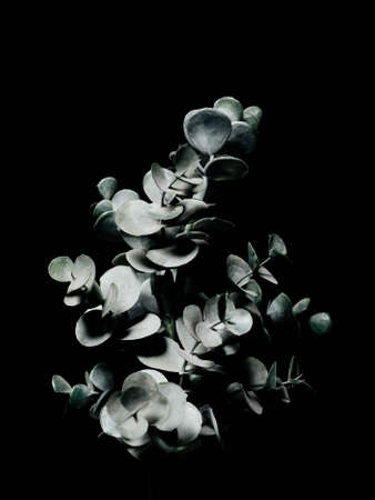 Abstract design of a plant on a black background, beautiful three-dimensional photography for design or interiorの写真素材