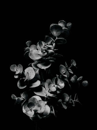 Abstract design of a plant on a black background, beautiful three-dimensional photography for design or interiorの写真素材