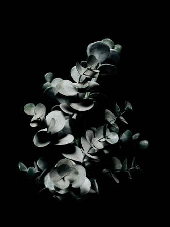 Abstract design of a plant on a black background, beautiful three-dimensional photography for design or interiorの写真素材