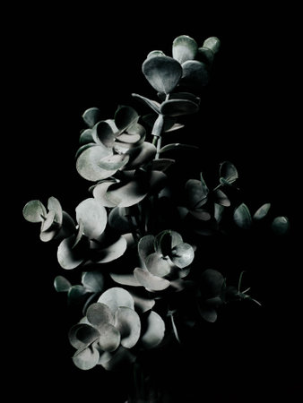 Abstract design of a plant on a black background, beautiful three-dimensional photography for design or interiorの写真素材