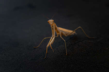 Yellow mantis close-up on a black fabric background, full-face