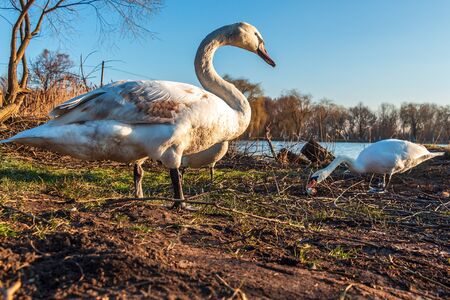 Many swans, white and young, in the spring on the lakeの写真素材
