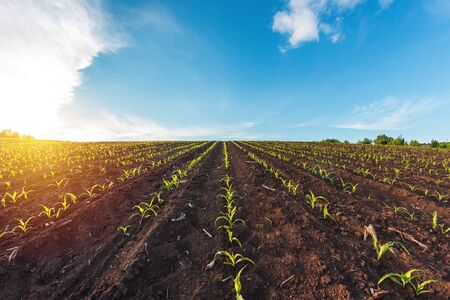 rows of sprouted corn in a private agricultural fieldの写真素材