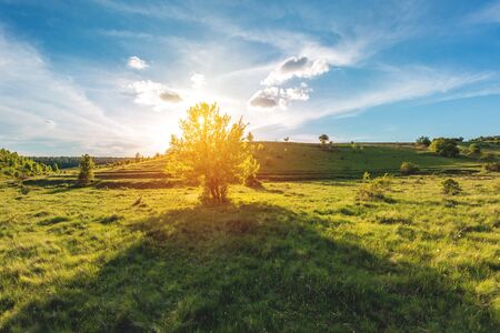 green meadow with hills and trees in Ukraineの写真素材