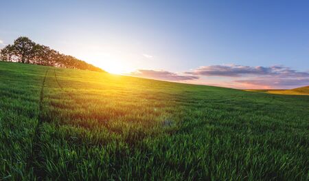 green agricultural field of sprouted young wheat on private agricultural land with trees on the horizonの写真素材