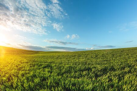 green agricultural field of sprouted young wheat on private agricultural landの写真素材