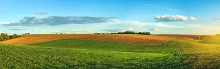 green agricultural field of sprouted young wheat on private agricultural land with trees on the horizonの写真素材