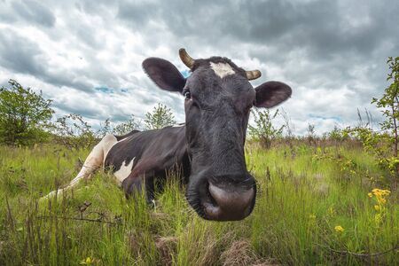 cows graze in a green meadow with bushes in cloudy weatherの写真素材