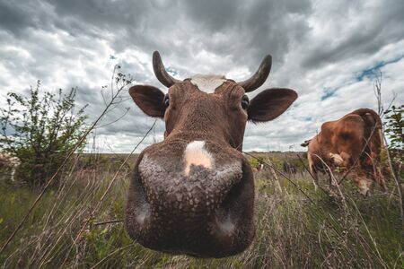 cows graze in a green meadow with bushes in cloudy weatherの写真素材