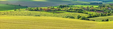 green rows of sprouted corn on a private agricultural field with trees on the horizonの写真素材