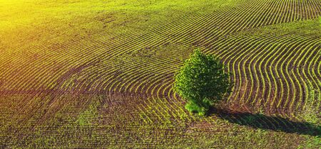 green rows of sprouted corn on a private agricultural field with trees on the horizon