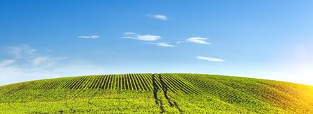 green rows of sprouted corn on a private agricultural field with trees on the horizon