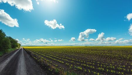 green rows of sprouted corn on a private agricultural field with trees on the horizonの写真素材