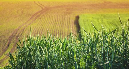 green agricultural field of sprouted young wheat on private agricultural land with trees on the...