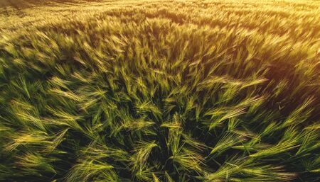large agricultural field of green barley in the evening at sunsetの写真素材