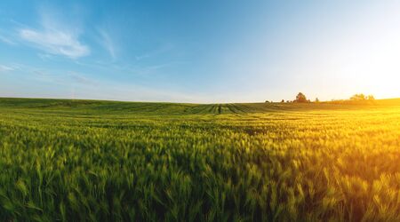 large agricultural field of green barley in the evening at sunsetの写真素材