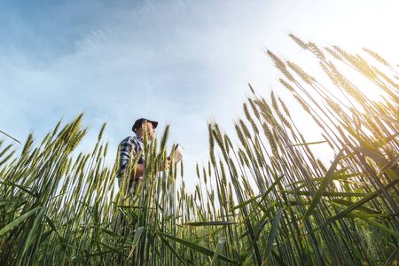 male agronomist in cap takes notes in a notebook on a green agricultural field of wheat