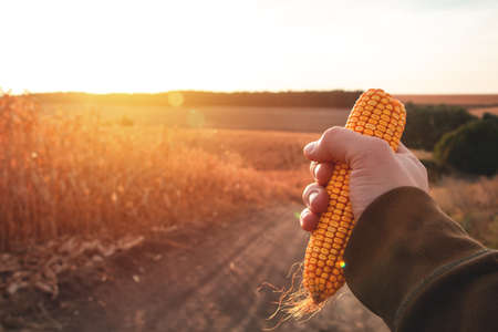 Large agricultural field of dry ripe cornの写真素材