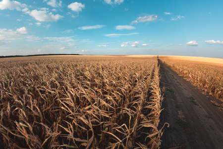 Large agricultural corn field of ripe corn separated by a dirt road at sunset
