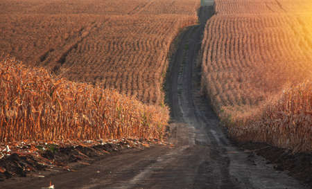 Large agricultural corn field of ripe corn separated by a dirt road at sunset
