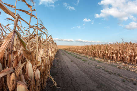 Large agricultural corn field of ripe corn separated by a dirt road at sunset