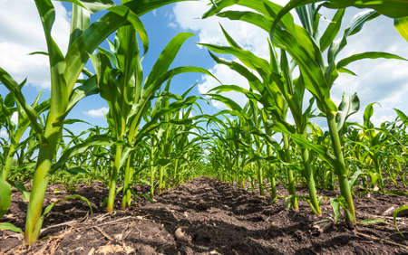 green rows of sprouted corn on a private agricultural field with trees on the horizon