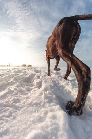 Big dog runs in the snow in winter, Great Dane explores the snow fieldの写真素材