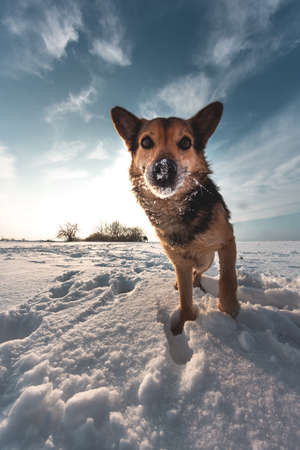 Small pet on a snowy field in winter. Dog with a bright color in the snowの写真素材
