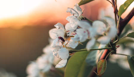 Blooming fruit tree in the garden at sunset backgroundの写真素材