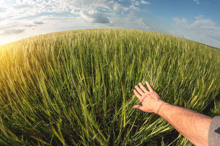 Green wheat field and a sunny day. Wheat on farm landの写真素材