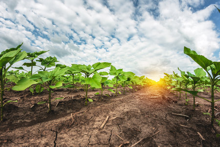 Young green sunflower seedlings growing in soil fieldの写真素材