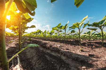 Young green sunflower seedlings growing in soil fieldの写真素材