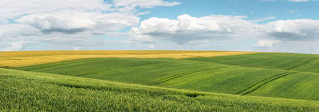 Green wheat field with traces of agricultural machinery