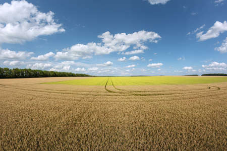 golden wheat field and sunny day