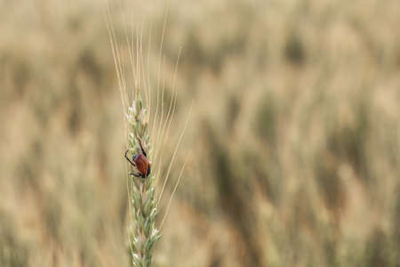 Bread Beetle eats wheat ear. Insect pest of crops Grain Beetle close-up. Selective focus with limited depth of field.の写真素材