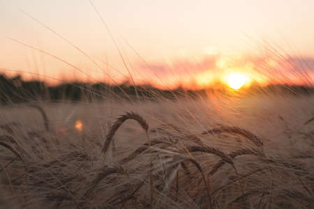 Close up of rye ears, field of ripening rye in a summer day. Sunrise or sunset timeの写真素材