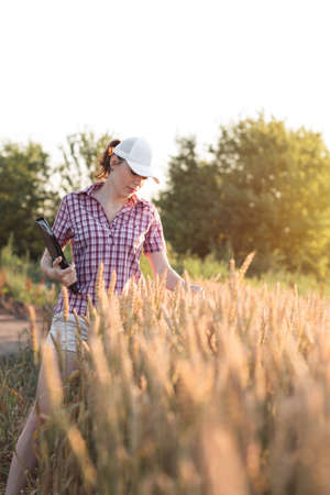 Young woman farmer works on a wheat field in the sun. Business woman plans her income in the field....