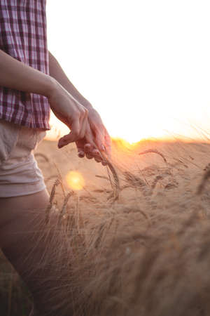 Female hand touching ripening yellow golden wheat rye ears in early summer in wheat field during sunsetの写真素材