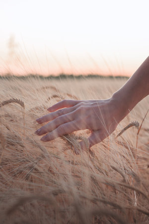 Female hand touching ripening yellow golden wheat rye ears in early summer in wheat field during sunsetの写真素材