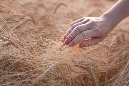 Female hand touching ripening yellow golden wheat rye ears in early summer in wheat field during...